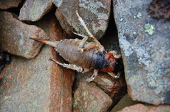 Deinacrida connectens