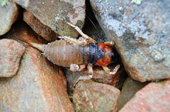 Deinacrida connectens