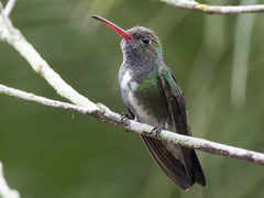Chionomesa fimbriata