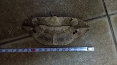 Sphingognatha asclepiades