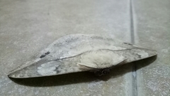 Sphingognatha asclepiades