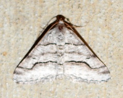Digrammia pallorata