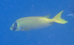 Siganus puellus