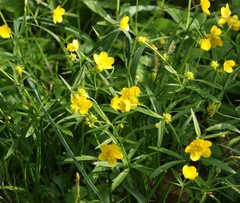 Ranunculus palaeoeuganeus