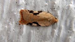Acleris cervinana