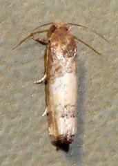 Epiblema desertana
