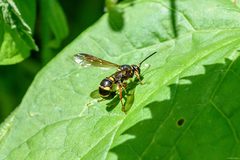 Argogorytes mystaceus