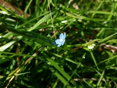 Omphalodes nitida