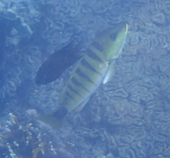 Lutjanus semicinctus