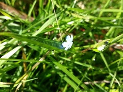 Omphalodes nitida
