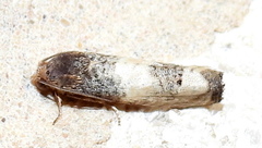 Epiblema desertana
