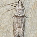 Myelopsis alatella - Photo (c) Missy McAllister-Kerr, some rights reserved (CC BY-NC), uploaded by Missy McAllister-Kerr