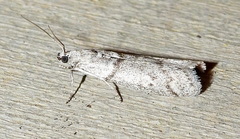 Myelopsis alatella