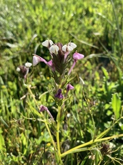Triphysaria versicolor
