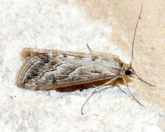 Evergestis vinctalis