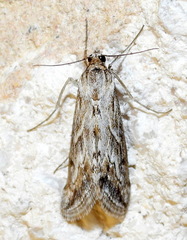 Evergestis vinctalis
