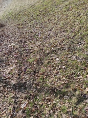 Crocus heuffelianus scepusiensis