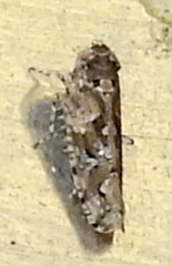 Dixianus utahnus