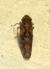 Dixianus utahnus