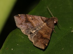 Bertula kosemponica