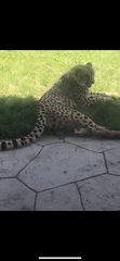 Acinonyx