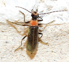 Podabrus quadratus