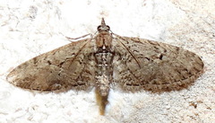 Eupithecia bolterii