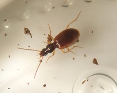 Oxypselaphus obscurus