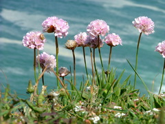 Armeria welwitschii