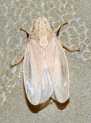 Prairiana