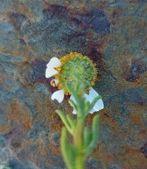 Cymbopappus adenosolen