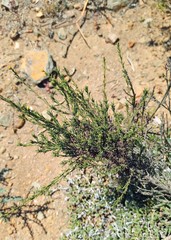 Cymbopappus adenosolen