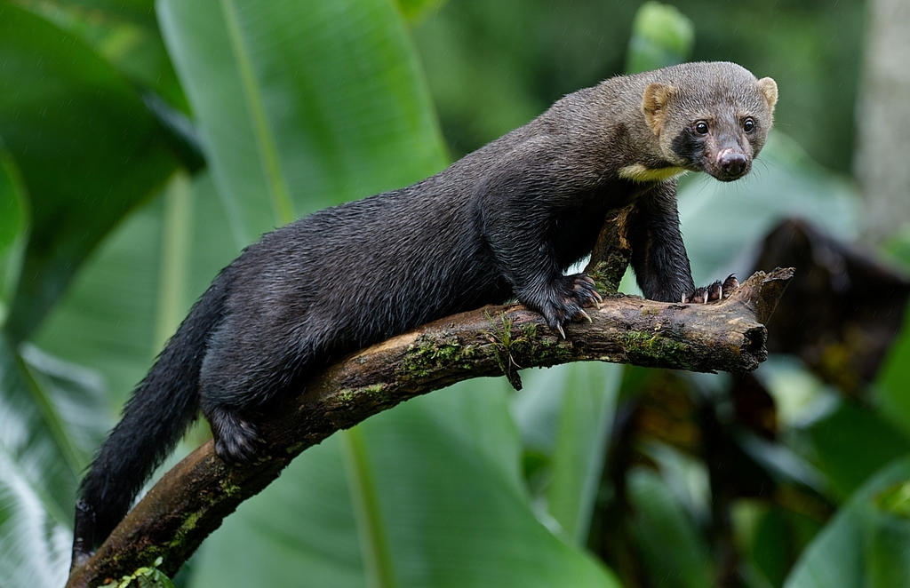 Tayra