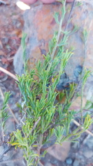 Cymbopappus adenosolen
