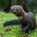 Tayra - Photo (c) Luciano Bernardes, some rights reserved (CC BY-NC), uploaded by Luciano Bernardes
