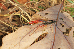 Dolichomitus irritator