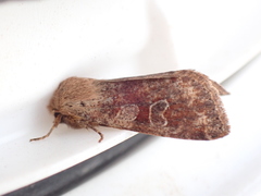 Orthosia rubescens