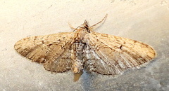 Eupithecia bolterii