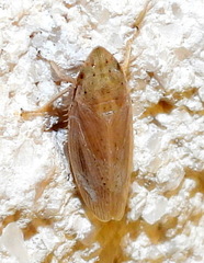 Prairiana