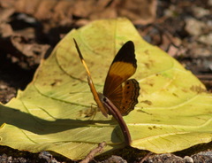 Cirrochroa orissa