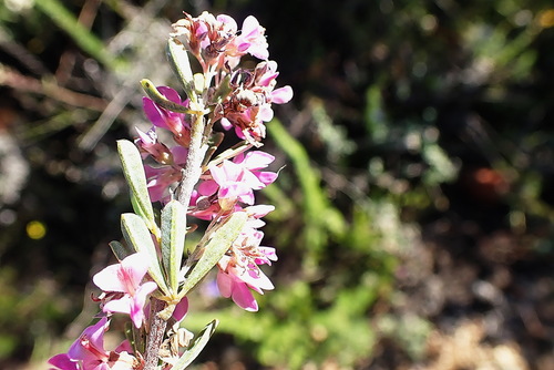 Image of Indigofera flabellata by no rights reserved