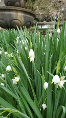 Leucojum aestivum