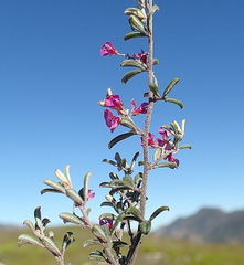 Indigofera sp9