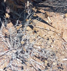 Helichrysum plebeium