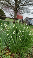 Leucojum aestivum
