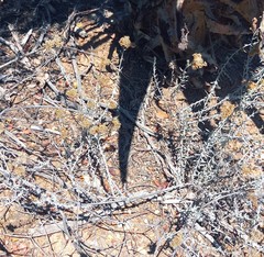 Helichrysum plebeium