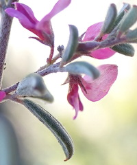 Indigofera sp9