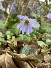 Anemonoides apennina