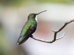 Anthracothorax nigricollis