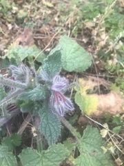 Borago officinalis